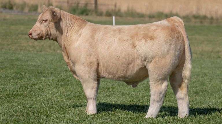 TAG 297 STEER