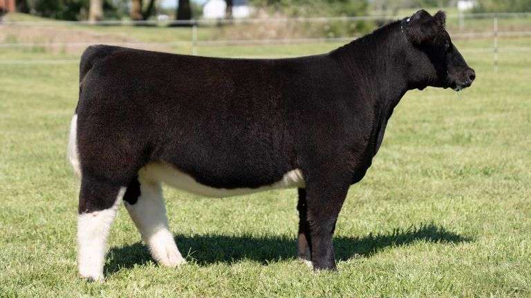 TAG 54 HEIFER