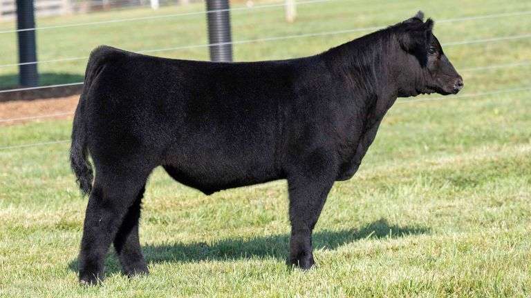 TAG 10 STEER