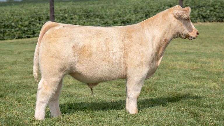TAG 2 STEER