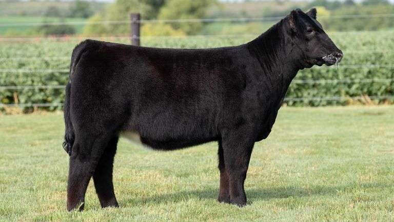 TAG 7 HEIFER