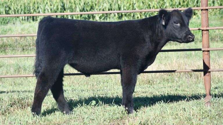 TAG 16 STEER