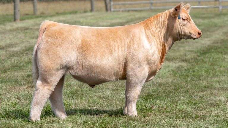 TAG 1 STEER