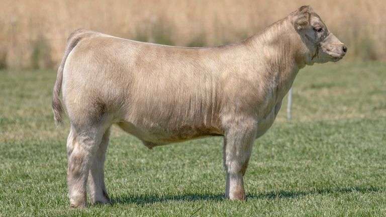 TAG 205 STEER