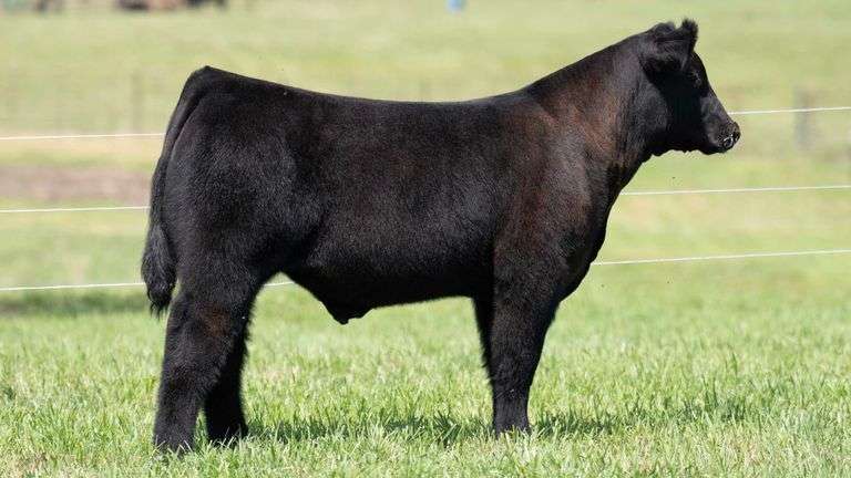 TAG 141 STEER