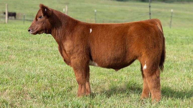TAG 113 STEER