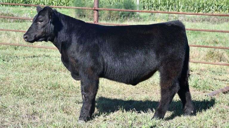 TAG 67 STEER