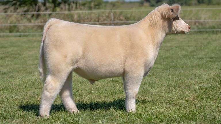 TAG 52 STEER