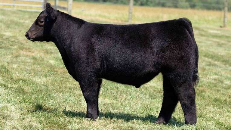 TAG 7 STEER