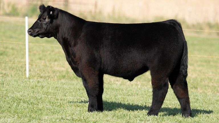 TAG 323 STEER