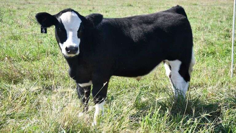 TAG 9 STEER