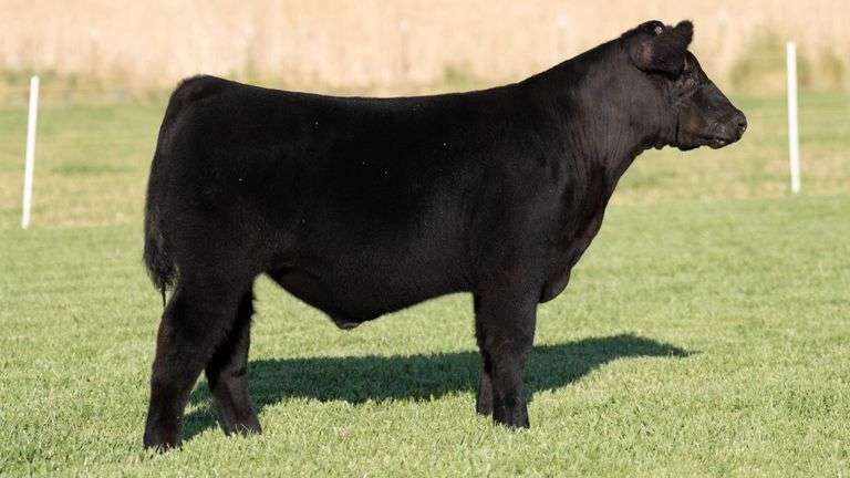 TAG 287 STEER