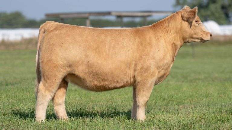 TAG 133 HEIFER