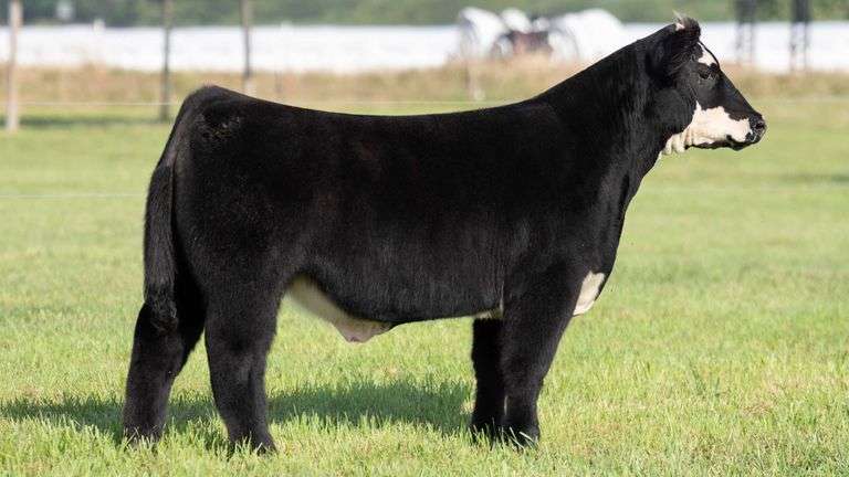 TAG 138 STEER