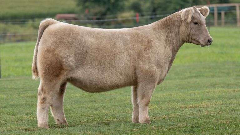 TAG 12 HEIFER