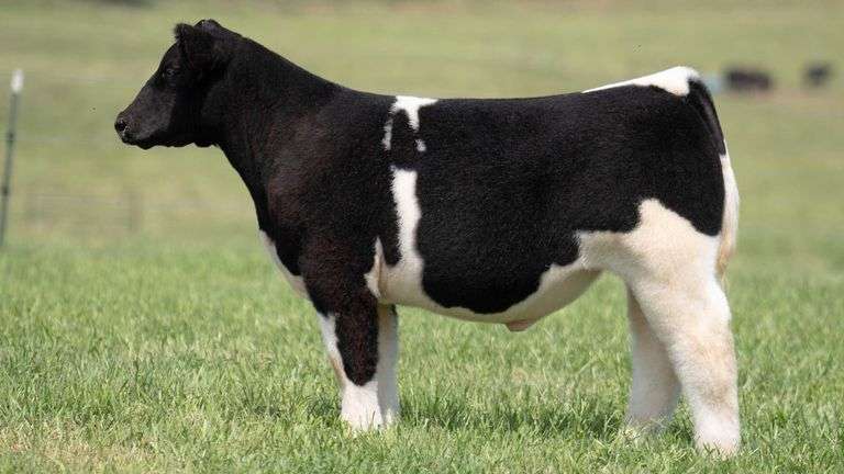 TAG 107 STEER