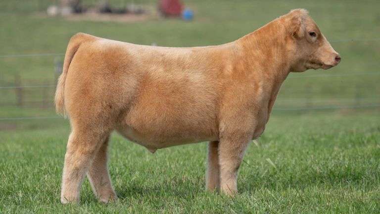 TAG 115 STEER