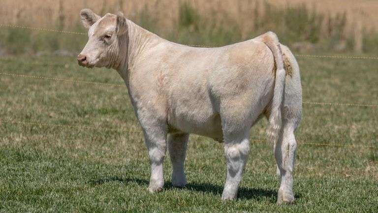 TAG 48 STEER