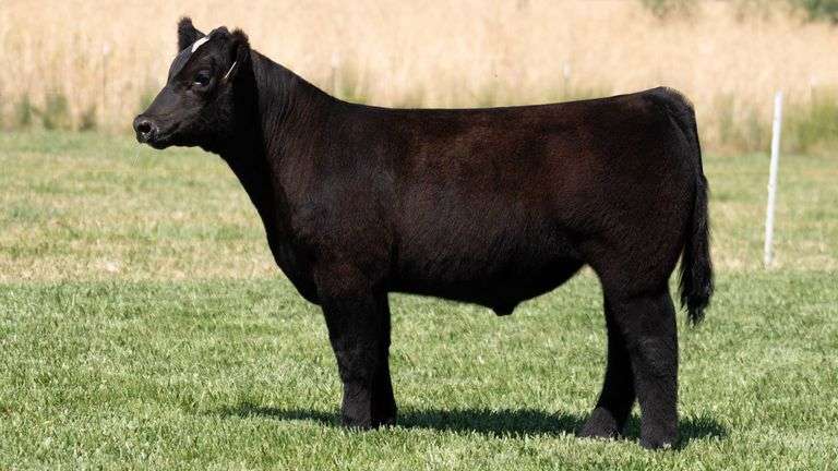 TAG 344 STEER