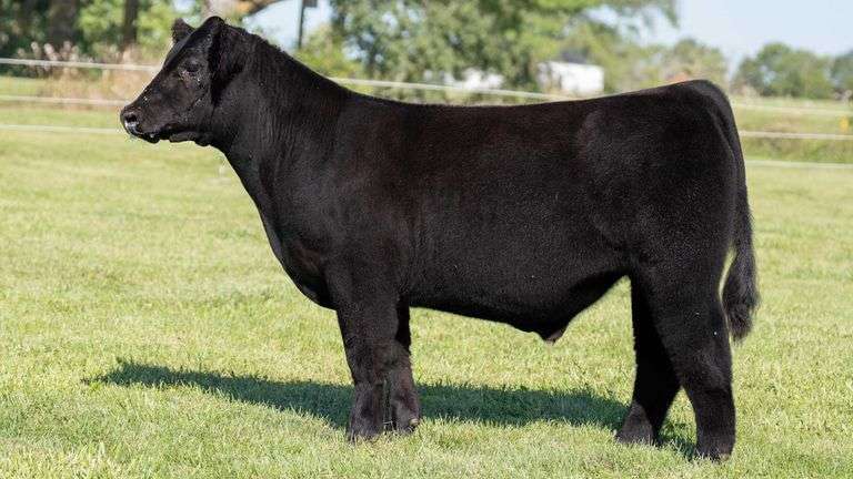TAG 55 STEER