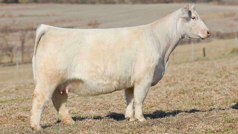 588 X BDR EMBRYOS