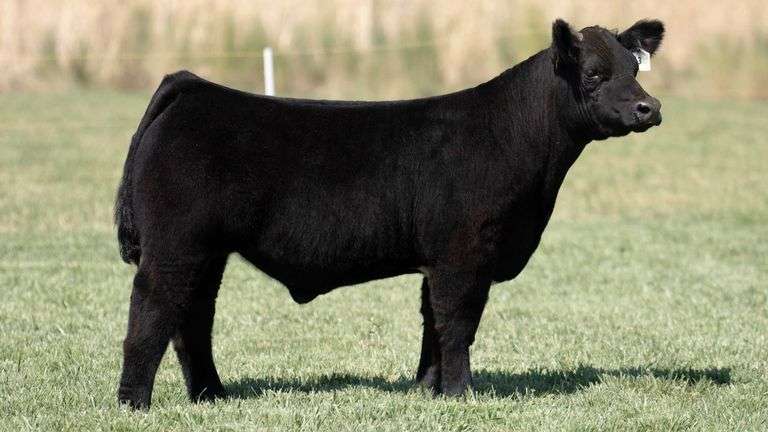 TAG 313 STEER
