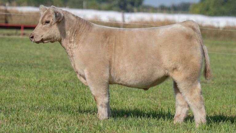 TAG 105 STEER