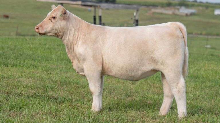 TAG 136 HEIFER