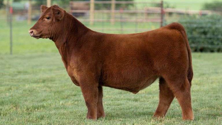 TAG 4 STEER