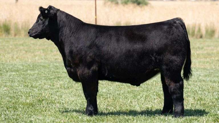 TAG 100 STEER
