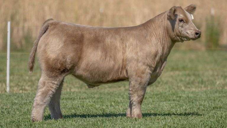 TAG 247 STEER