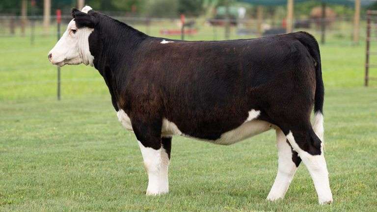 TAG 8 HEIFER