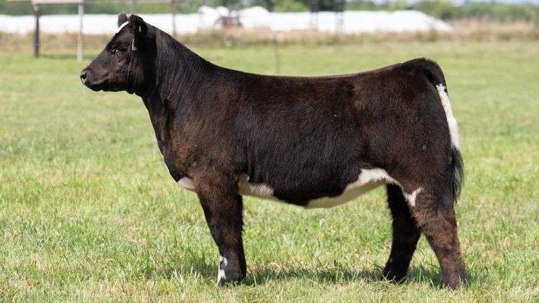 TAG 122 HEIFER