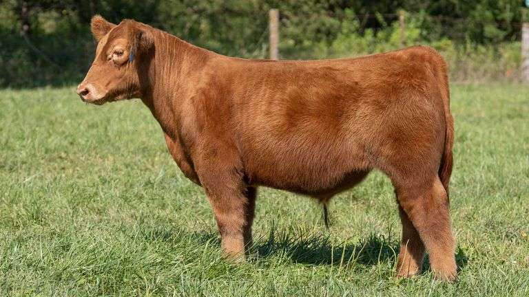 TAG 368 STEER