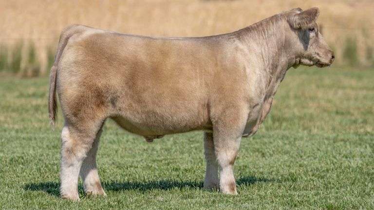 TAG 106 STEER