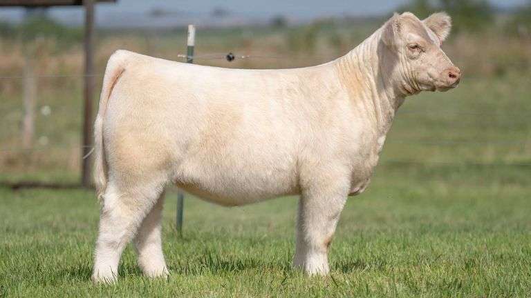 TAG 101 HEIFER