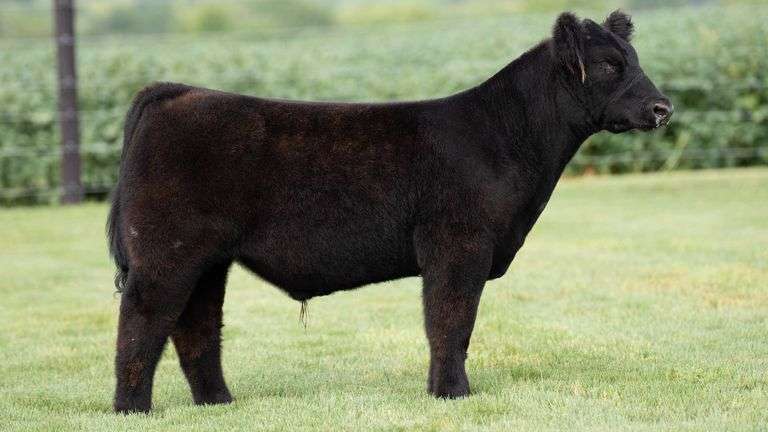 TAG 6 STEER