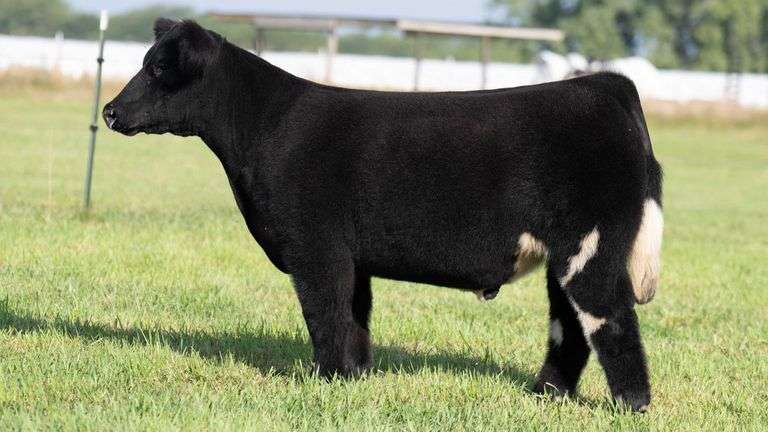 TAG 106 STEER