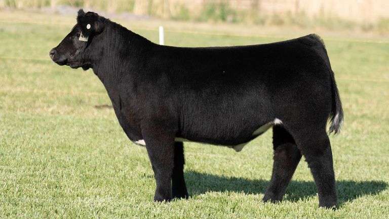TAG 266 STEER