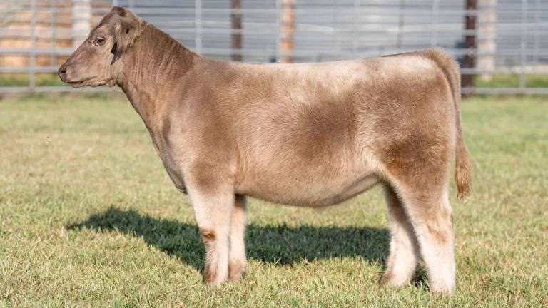 TAG 132 MAINETAINER HEIFER