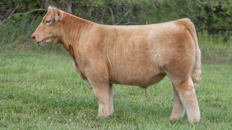 TAG 373 STEER