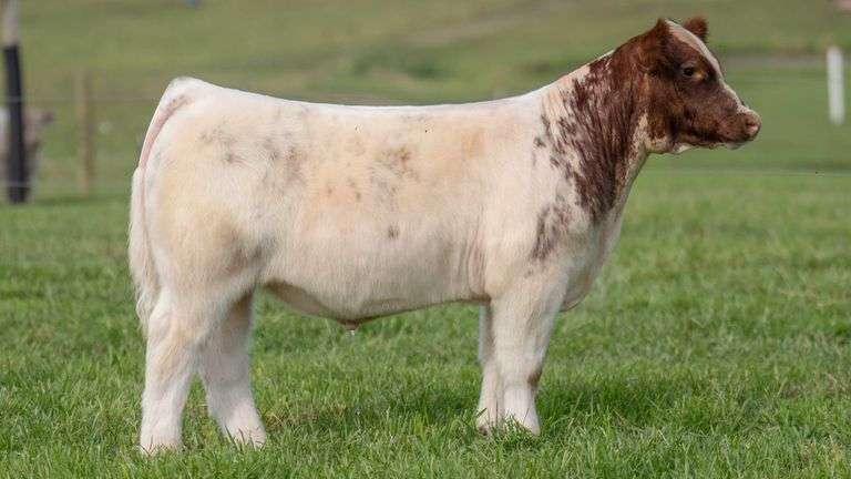 TAG 111 STEER