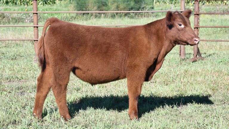 TAG 68 STEER