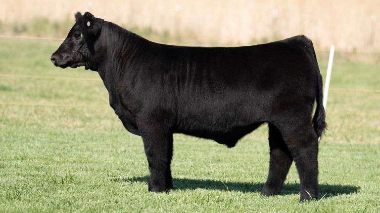 TAG 288 STEER