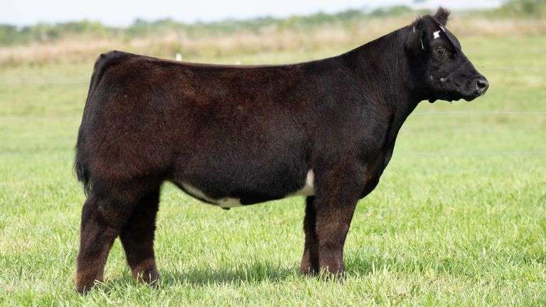TAG 139 STEER