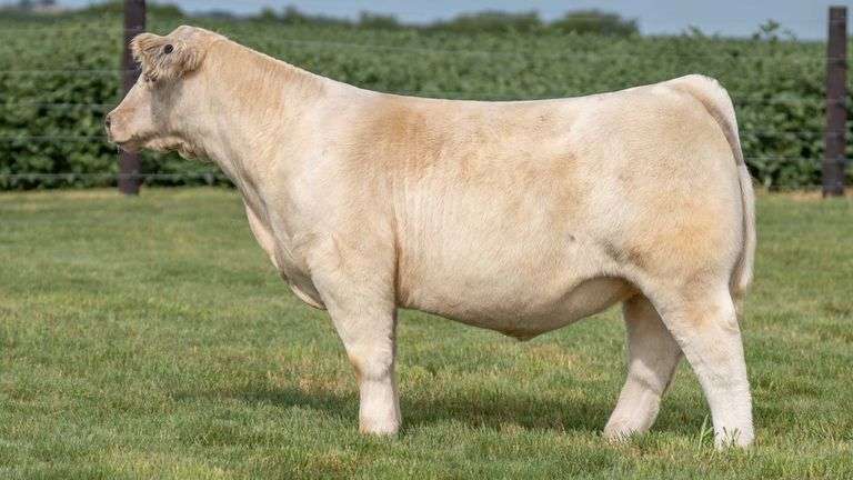 TAG 3 STEER