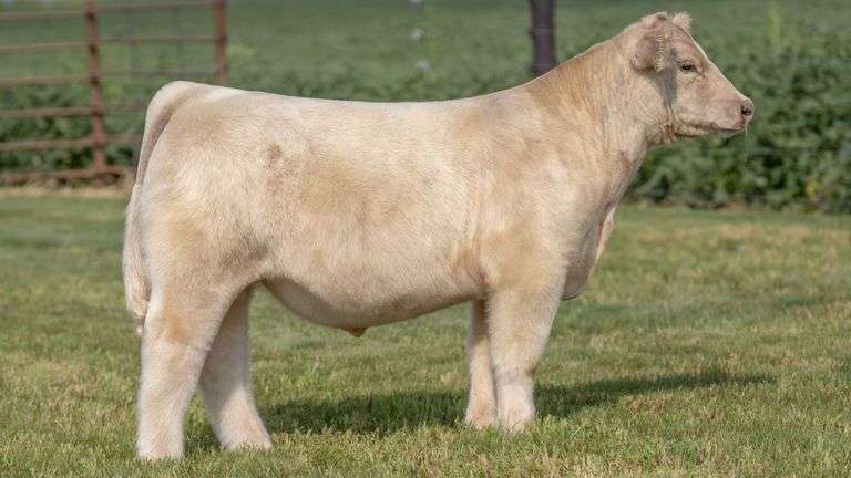 TAG 1 STEER