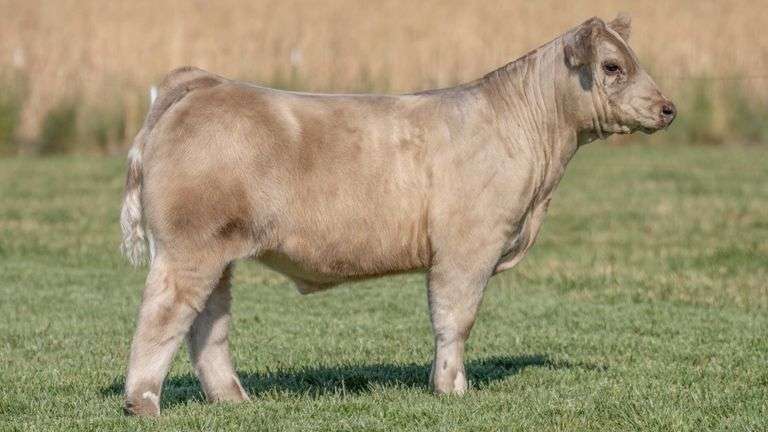 TAG 895 STEER