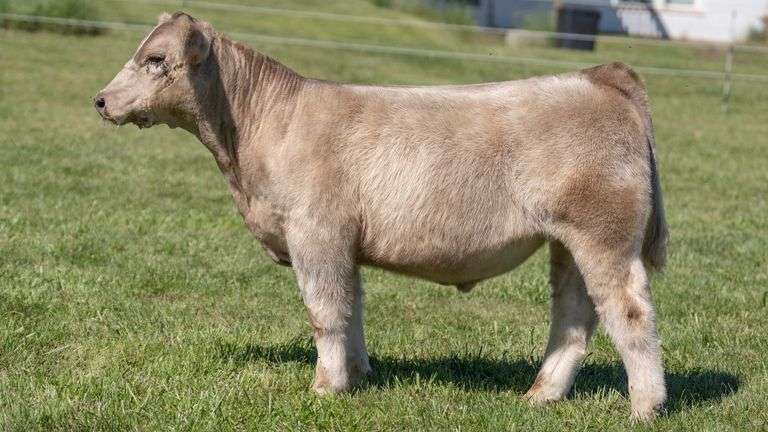 TAG 53 STEER
