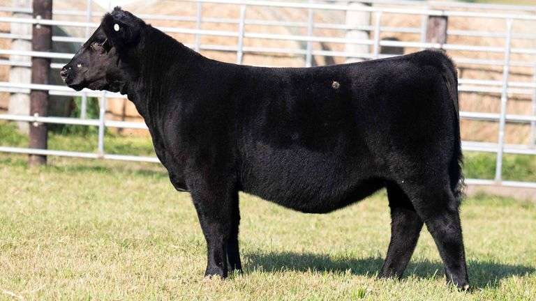 TAG 140 MAINE ANGUS HEIFER